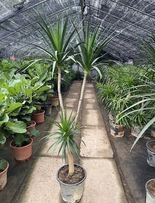 宁波江北植物租赁专业