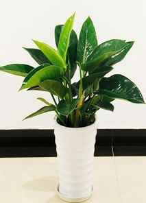 宁波奉化植物租摆方案 宁波奉化植物租摆方案